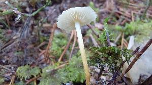 Kiefern---Zapfenruebling_Strobilurus-stephanocystis_20260512_142822.jpg