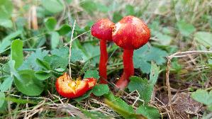 Kirschroter-Saftling_Hygrocybe-coccinea_20251018_131511.jpg
