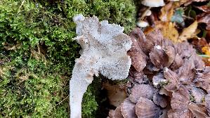 Klapperschwamm_Grifola-frondosa_20251020_144927.jpg