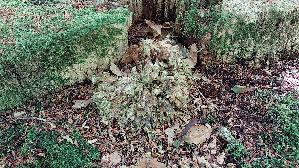 Klapperschwamm_Grifola-frondosa_20260823_132832.jpg