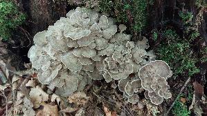 Klapperschwamm_Grifola-frondosa_20260929_123845.jpg