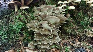 Klapperschwamm_Grifola-frondosa_20260929_123907.jpg