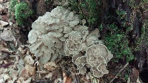 Klapperschwamm_Grifola-frondosa_20260929_124234.jpg