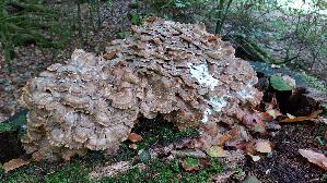 Klapperschwamm_Grifola-frondosa_20261003_094349.jpg
