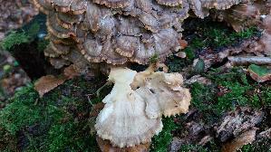 Klapperschwamm_Grifola-frondosa_20261003_094400.jpg