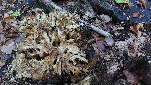 Klapperschwamm_Grifola-frondosa_20261006_172450.jpg
