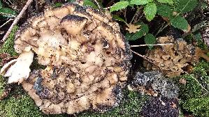 Klapperschwamm_Grifola-frondosa_20261013_151024.jpg