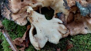 Klapperschwamm_Grifola-frondosa_20261013_151054.jpg