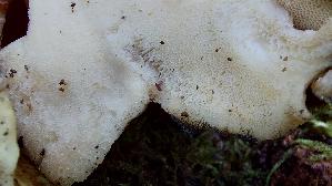 Klapperschwamm_Grifola-frondosa_20261013_151106.jpg