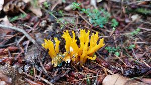 Klebriger-Hoernling_Calocera-viscosa_20260829_141736.jpg