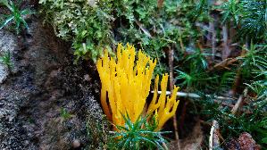 Klebriger-Hoernling_Calocera-viscosa_20260831_143015.jpg