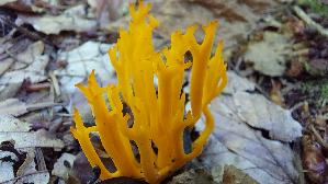 Klebriger-Hoernling_Calocera-viscosa_20260926_132741.jpg