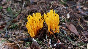 Klebriger-Hoernling_Calocera-viscosa_20261011_134339.jpg