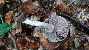 Kleiner-Wald---Champignon_Agaricus-silvaticus_20261008_163331.jpg