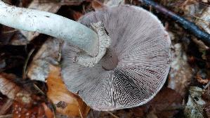 Kleiner-Wald---Champignon_Agaricus-silvaticus_20261008_163341.jpg