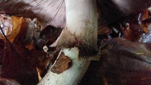 Kleiner-Wald---Champignon_Agaricus-silvaticus_20261008_163422.jpg