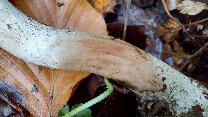 Kleiner-Wald---Champignon_Agaricus-silvaticus_20261008_163641.jpg
