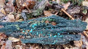 Kleinsporiger-Gruenspanbecherling_Chlorociboria-aeruginascens_20251006_125052.jpg
