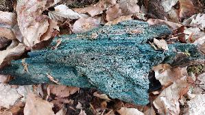 Kleinsporiger-Gruenspanbecherling_Chlorociboria-aeruginascens_20260615_114800.jpg