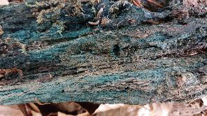 Kleinsporiger-Gruenspanbecherling_Chlorociboria-aeruginascens_20260615_114816.jpg