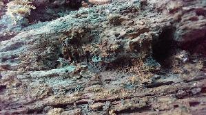 Kleinsporiger-Gruenspanbecherling_Chlorociboria-aeruginascens_20260615_114841.jpg