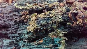 Kleinsporiger-Gruenspanbecherling_Chlorociboria-aeruginascens_20260615_114958.jpg