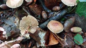 Knopfstieliger-Ruebling_Gymnopus-confluens_20261010_131958.jpg