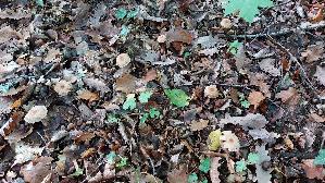 Knopfstieliger-Ruebling_Gymnopus-confluens_20261010_145249.jpg