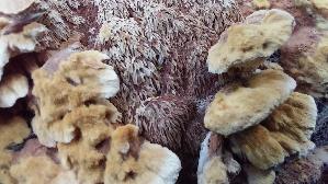 Knotiger-Schillerporling_Inonotus-nodulosus_20260929_140348.jpg