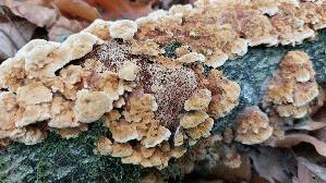 Knotiger-Schillerporling_Inonotus-nodulosus_20260929_140357.jpg