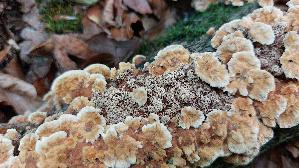 Knotiger-Schillerporling_Inonotus-nodulosus_20260929_140404.jpg