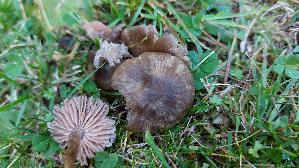 Koeniglicher-Zaertling_Entoloma-brunneoserrulatum_20250906_130956.jpg