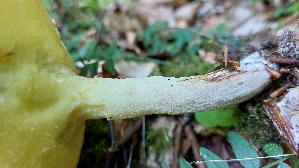 Koernchenroehrling_Suillus-granulatus_20250725_125520.jpg