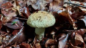Kornblumenroehrling_Gyroporus-cyanescens_20250728_135655.jpg