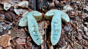 Kornblumenroehrling_Gyroporus-cyanescens_20250728_140122.jpg