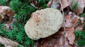 Kornblumenroehrling_Gyroporus-cyanescens_20250729_125803.jpg