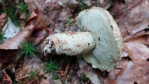 Kornblumenroehrling_Gyroporus-cyanescens_20250729_130012.jpg