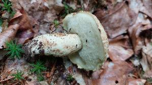 Kornblumenroehrling_Gyroporus-cyanescens_20250729_130019.jpg