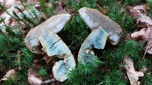 Kornblumenroehrling_Gyroporus-cyanescens_20250729_130232.jpg