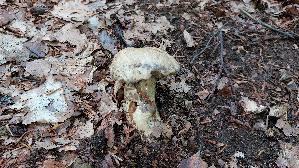 Kornblumenroehrling_Gyroporus-cyanescens_20250806_150628.jpg