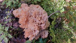Krause-Glucke_Sparassis-crispa_20250904_133235.jpg