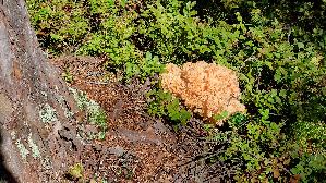 Krause-Glucke_Sparassis-crispa_20250904_133251.jpg