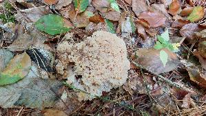 Krause-Glucke_Sparassis-crispa_20260826_130322.jpg