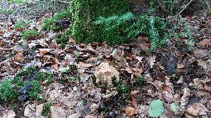 Krause-Glucke_Sparassis-crispa_20260829_135656.jpg