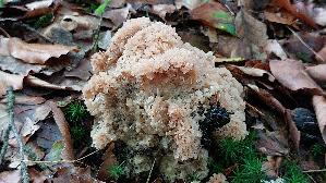 Krause-Glucke_Sparassis-crispa_20260829_135711.jpg