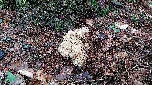 Krause-Glucke_Sparassis-crispa_20260829_142006.jpg