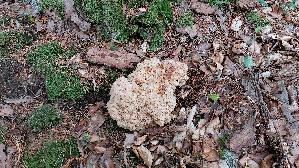 Krause-Glucke_Sparassis-crispa_20260830_095316.jpg