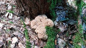 Krause-Glucke_Sparassis-crispa_20260901_144035.jpg