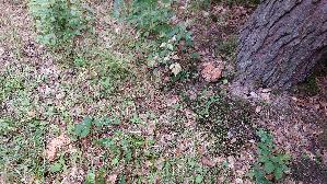 Krause-Glucke_Sparassis-crispa_20260903_143522.jpg