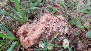 Krause-Glucke_Sparassis-crispa_20260903_143529.jpg